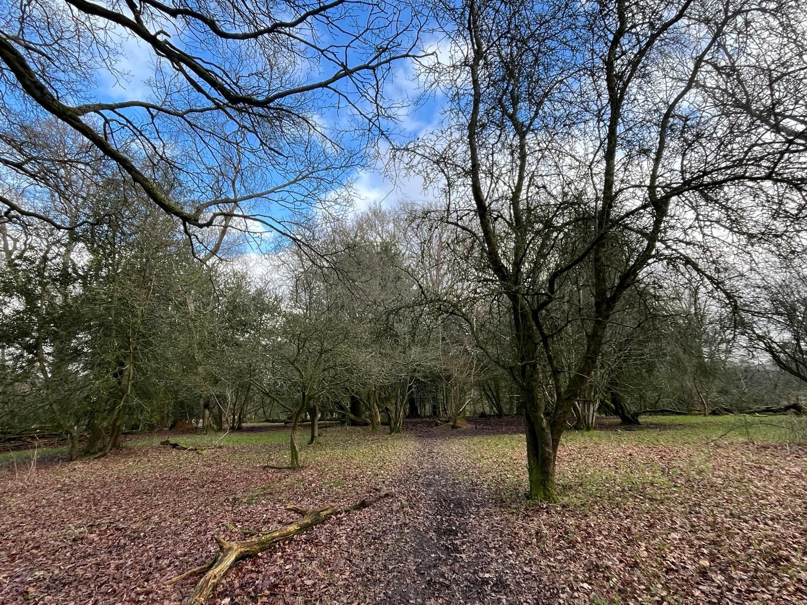 On the Limpsfield Way
